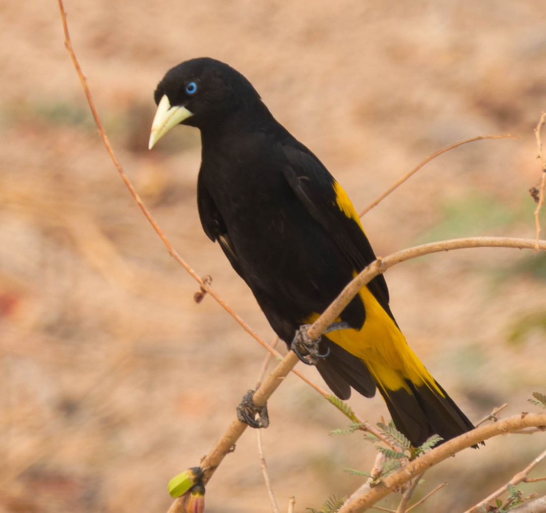 image Yellow-rumped Cacique